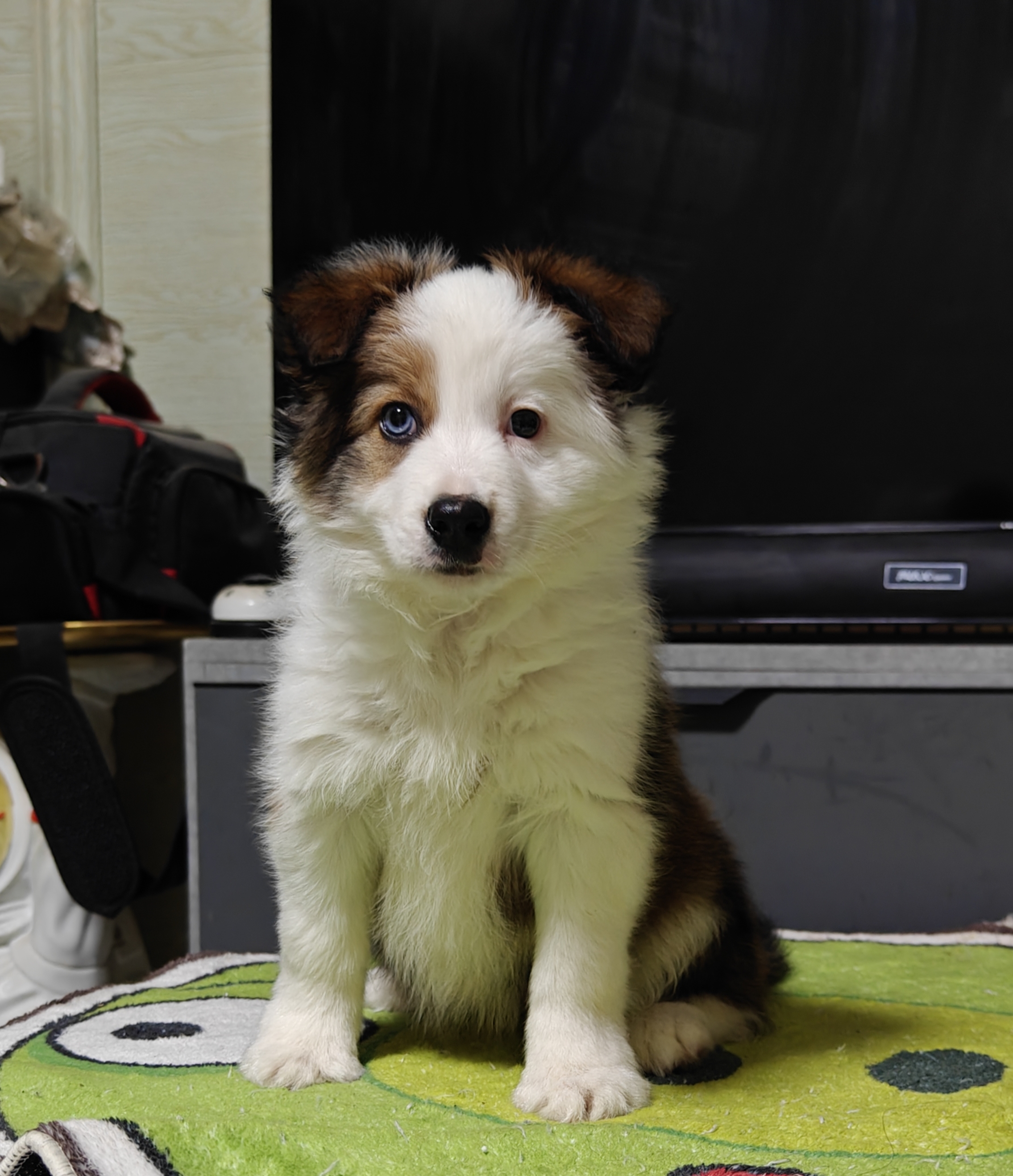 稀有金貂色边牧妹妹